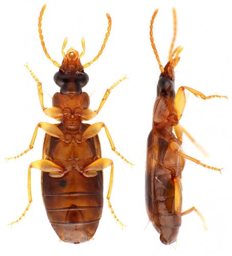 Philorhizus quadrisignatus